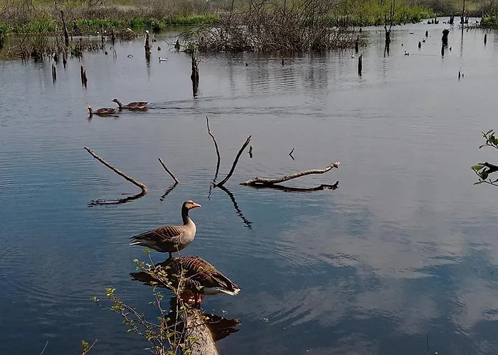 Sloneczna Przystan Apartment *